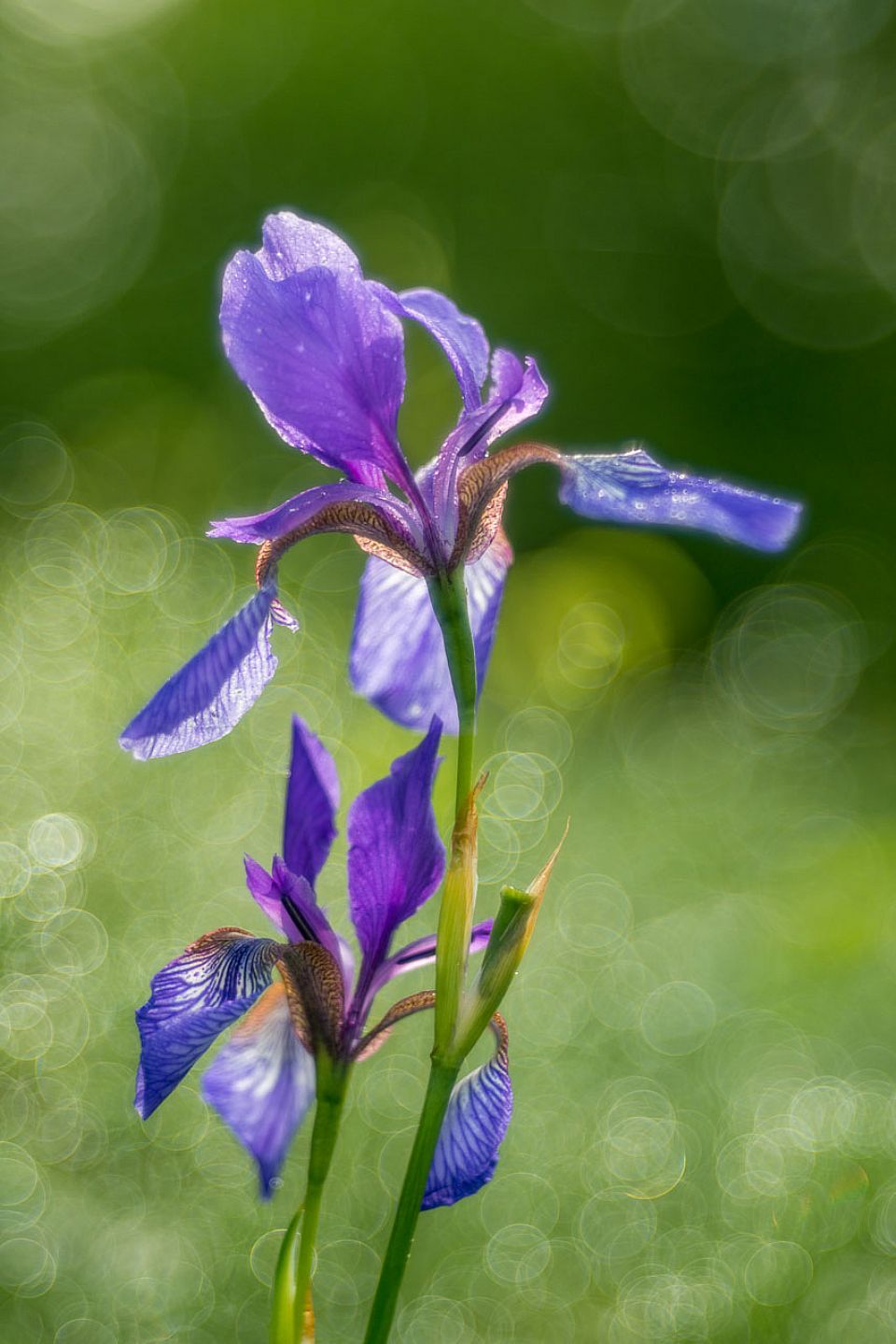 iUser_13\webG_Flora\la nobildonna che viene dal freddo\DL8_1656x.jpg