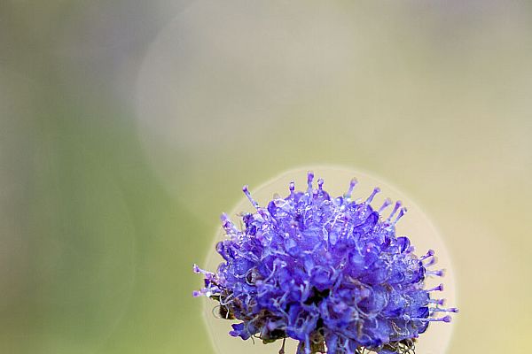iUser_13\webG_Flora\tavolozze effimere\IMG_1705.jpg