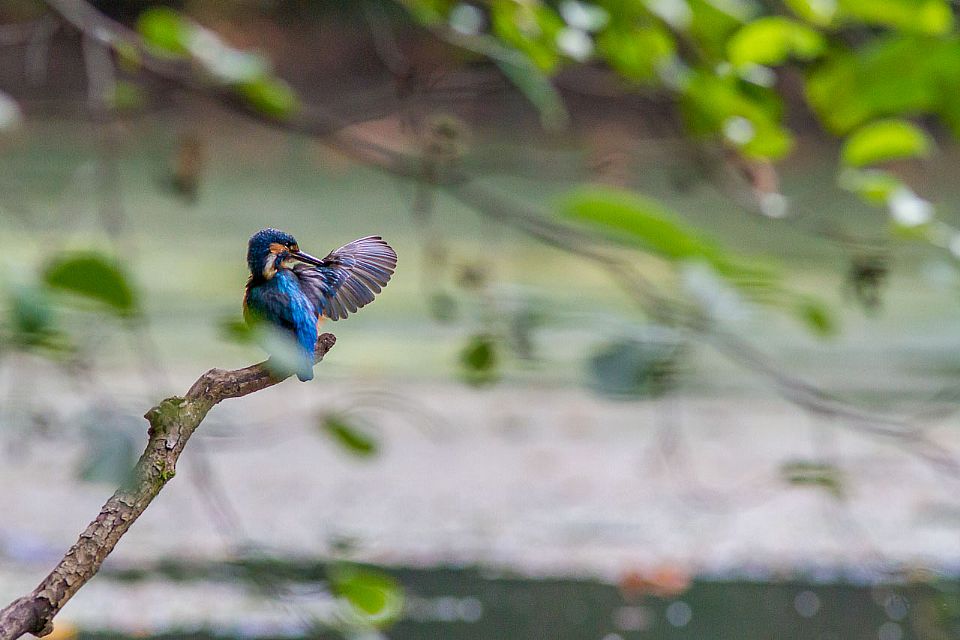 iUser_13\webG_fauna\in un batter d'ali\Palu-2016-1932x.jpg