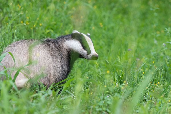 iUser_13\webG_fauna\incontri speciali\DL8_9076x.jpg