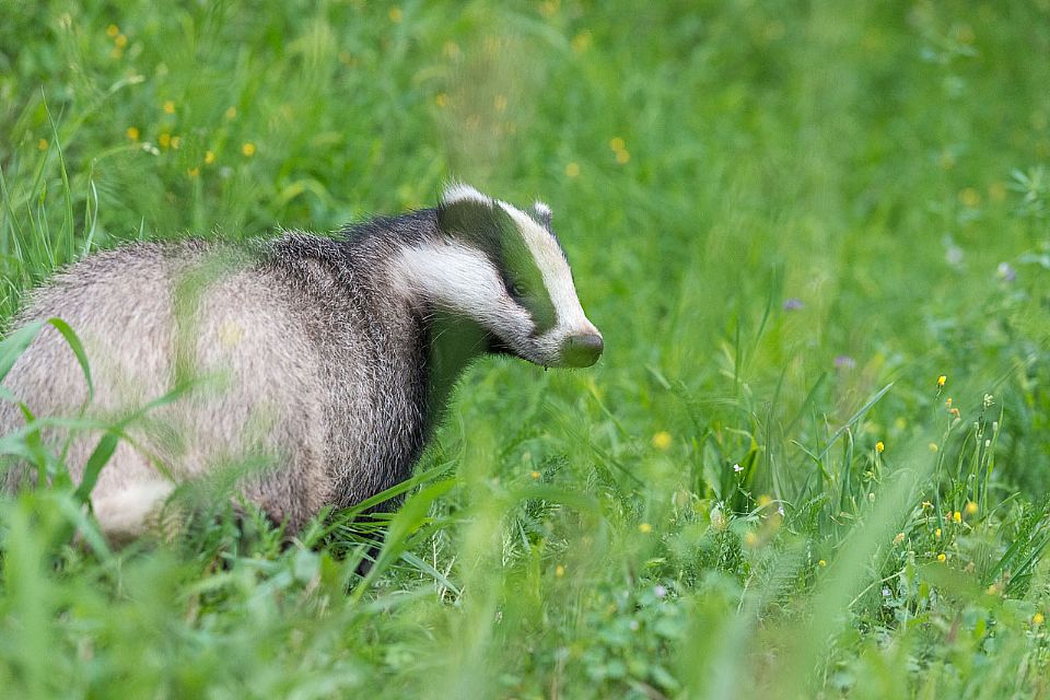 iUser_13\webG_fauna\incontri speciali\DL8_9076x.jpg