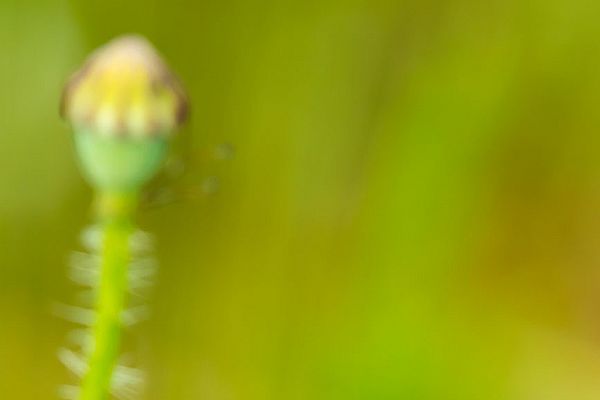 iUser_13\webG_fauna\insegnar bellezza\D2014 05 13_1497.jpg