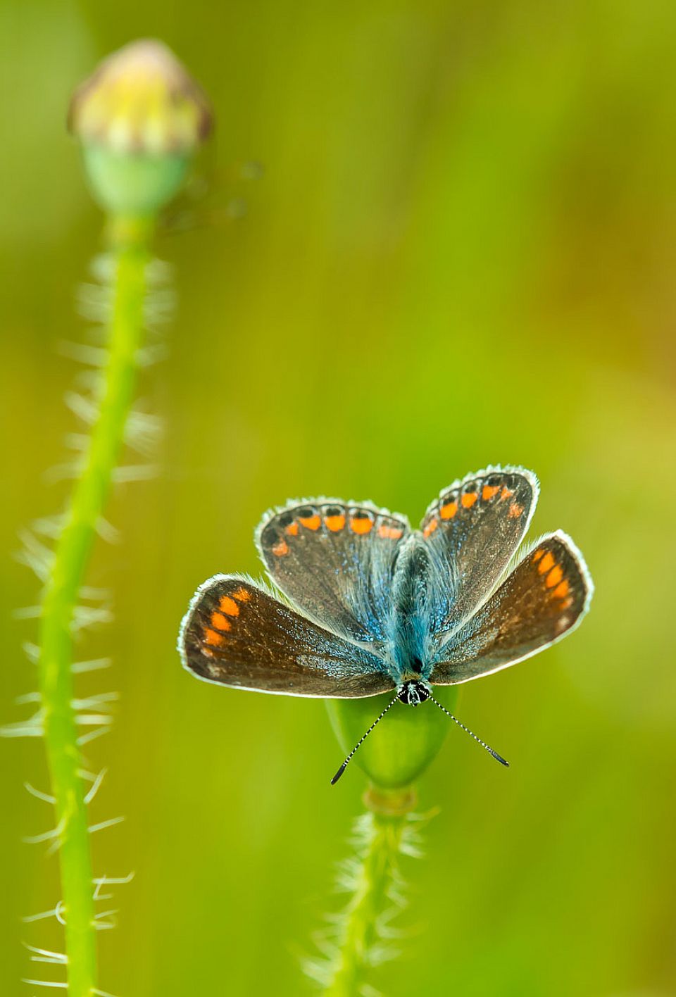 iUser_13\webG_fauna\insegnar bellezza\D2014 05 13_1497.jpg
