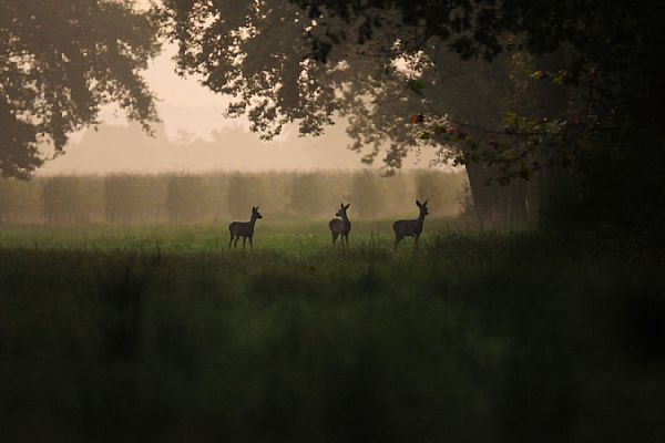 iUser_13\webG_fauna\la tenerezza del capriolo\caprioli 7 208x.jpg