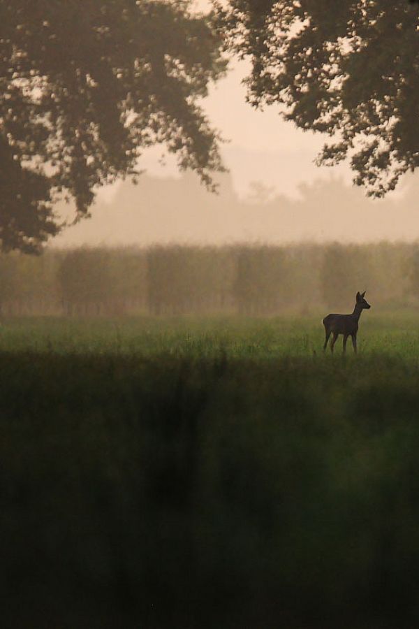 webG_fauna\la tenerezza del capriolo\caprioli 7 208x.jpg