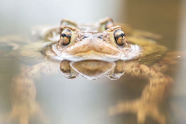 iUser_13\webG_fauna\vita anfibia\DL8_6148x.jpg