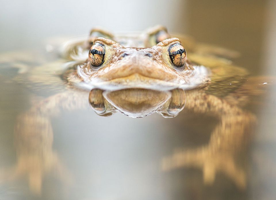 iUser_13\webG_fauna\vita anfibia\DL8_6148x.jpg